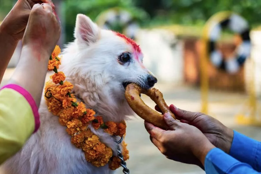 Worshiping and feeding dog during Kukur tihar