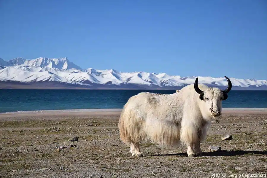 Namtso lake Tibet